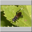 Macrophya montana - Blattwespe m03.jpg